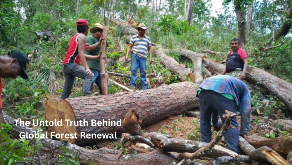 The Untold Truth Behind Global Forest Renewal