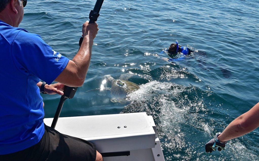 As Currents Shift, Fish Stocks Are Moving and Quotas Are Struggling to Follow Rehabilitated sea turtle returning to the ocean